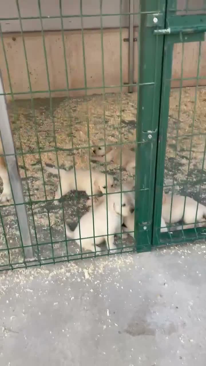 Golden Retriever perros en venta: Cachorros golden con pedigree  - Video 2