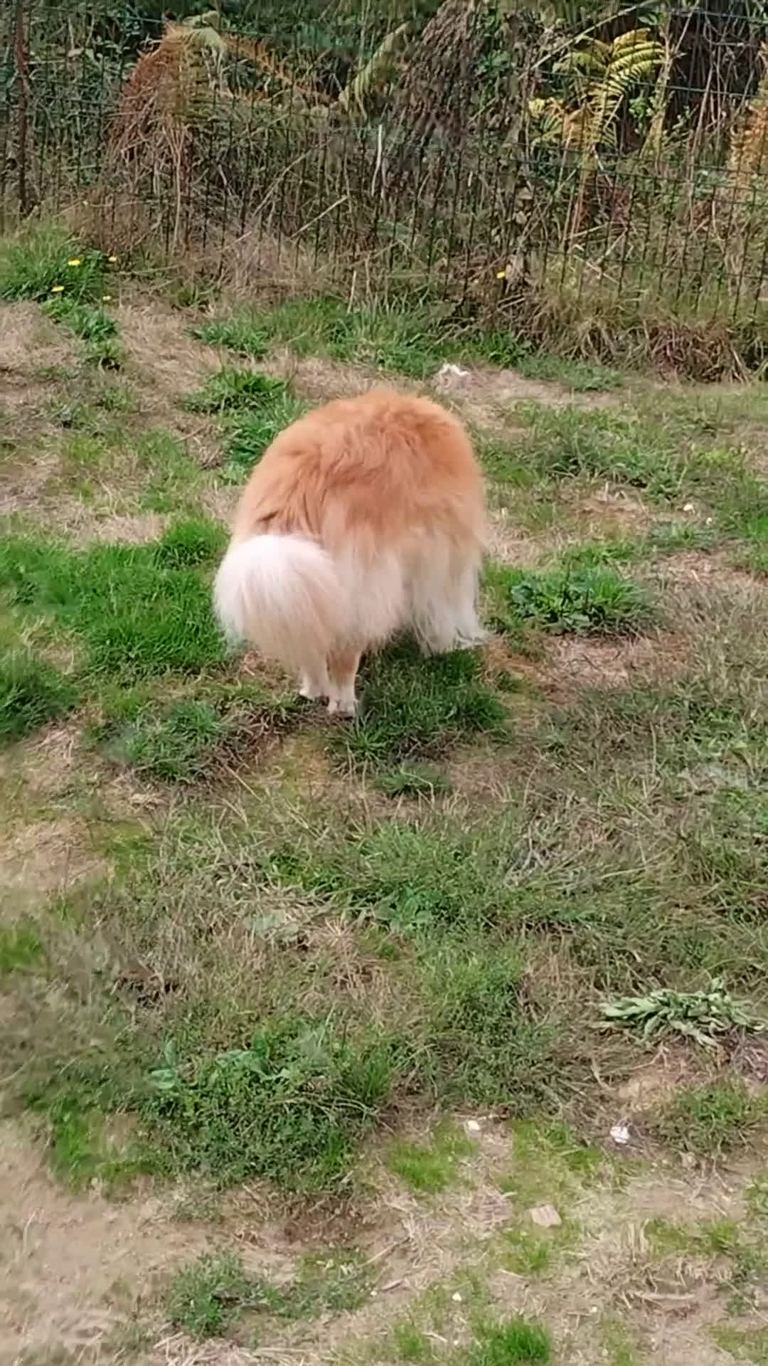 Bearded Collie perros en adopcion: Macho border collie color rojo australiano  - Video 1