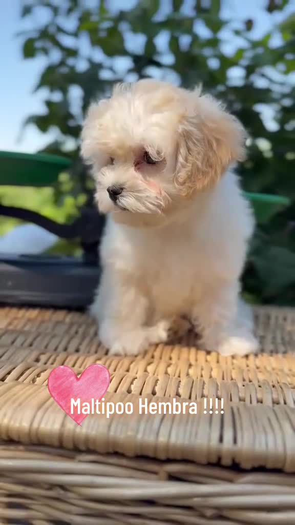 Maltipoo perros en venta: Maltipoo toy hembra !!!! - Video 1