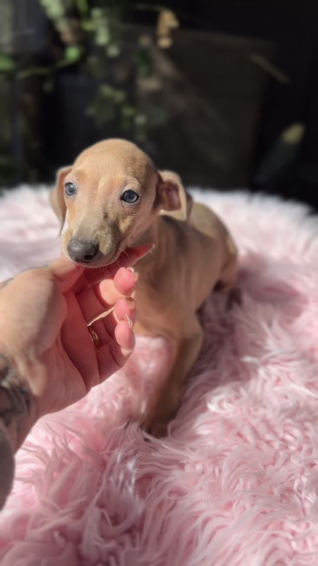 Pequeño Lebrel Italiano perros en venta: Piccolo italiano hembra  - Video 1