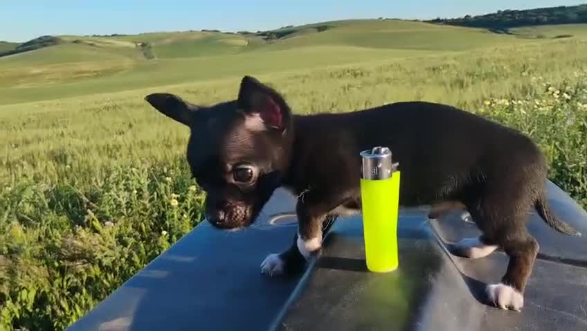 Chihuahua perros en venta: Espectacular Chihuahua - Video 1