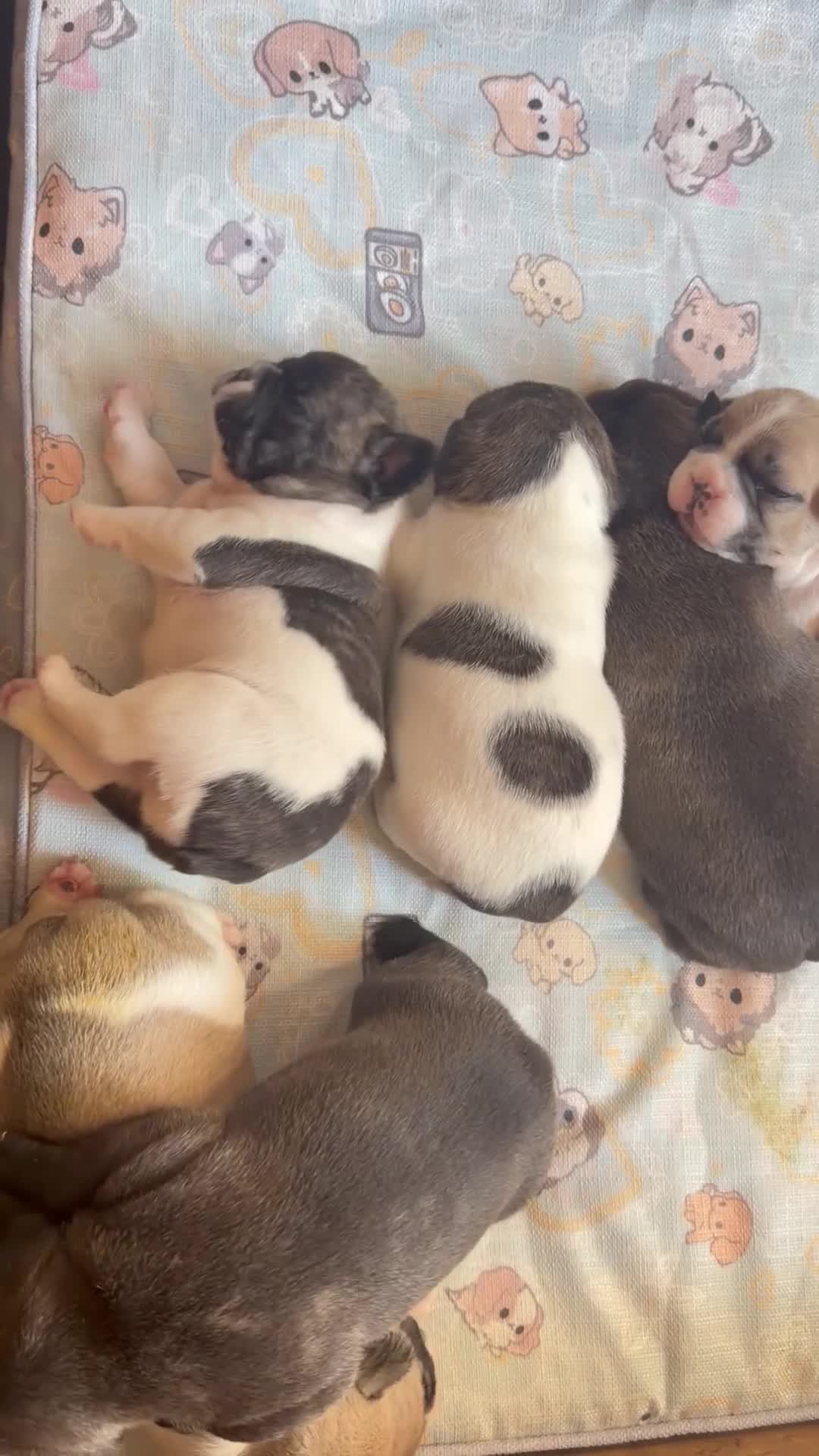 Bulldog Francés perros en venta: Cachorro bulldog frances - Video 1