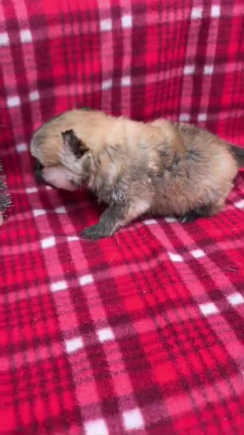Pomerania perros en venta: Pomeraria hembra  - Video 1