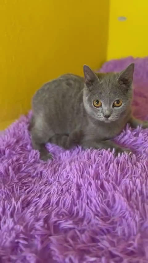 Británico de Pelo Corto Azul gatos en venta: British Blue hembra  - Video 1