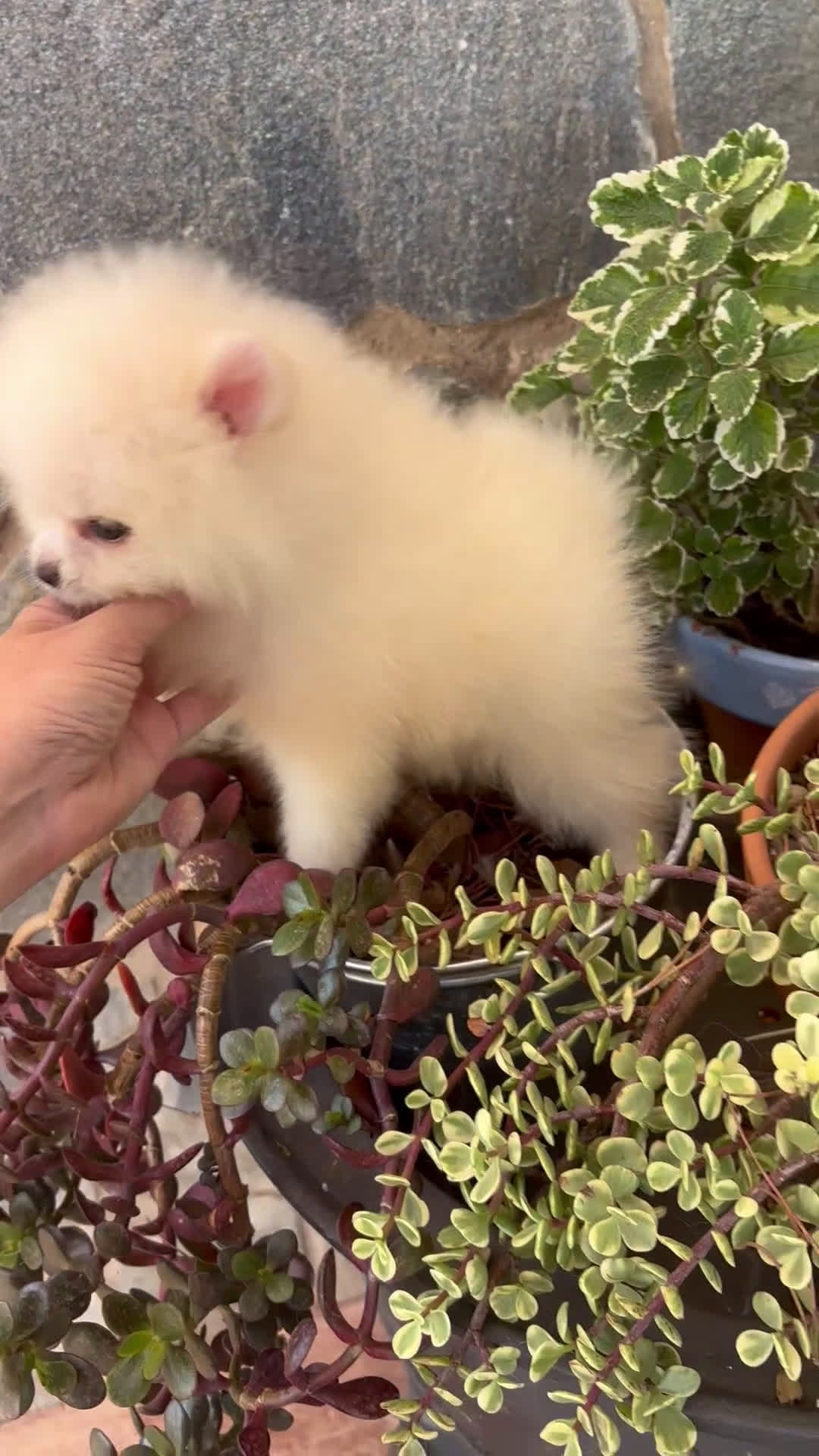 Pomerania perros en venta: Pomerania hembra toy disponible  - Video 1
