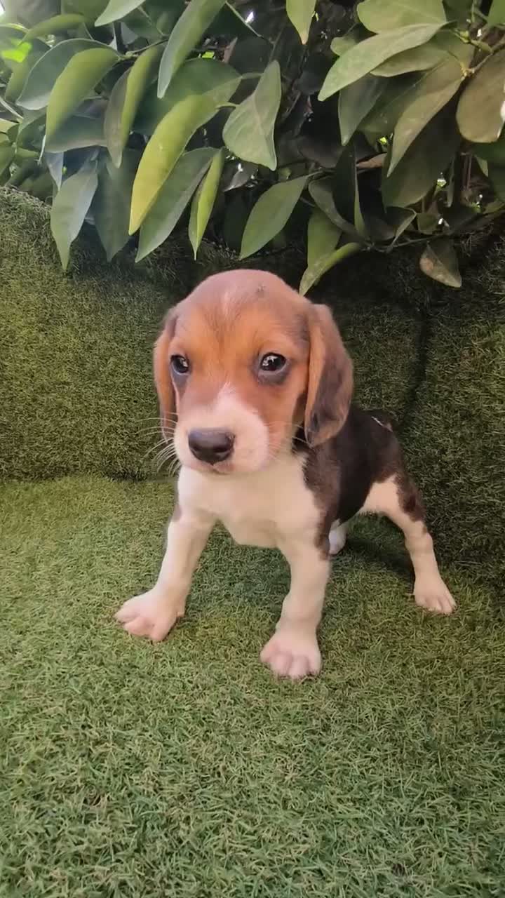 Beagle perros en venta: beagles mini tricolor  - Video 3