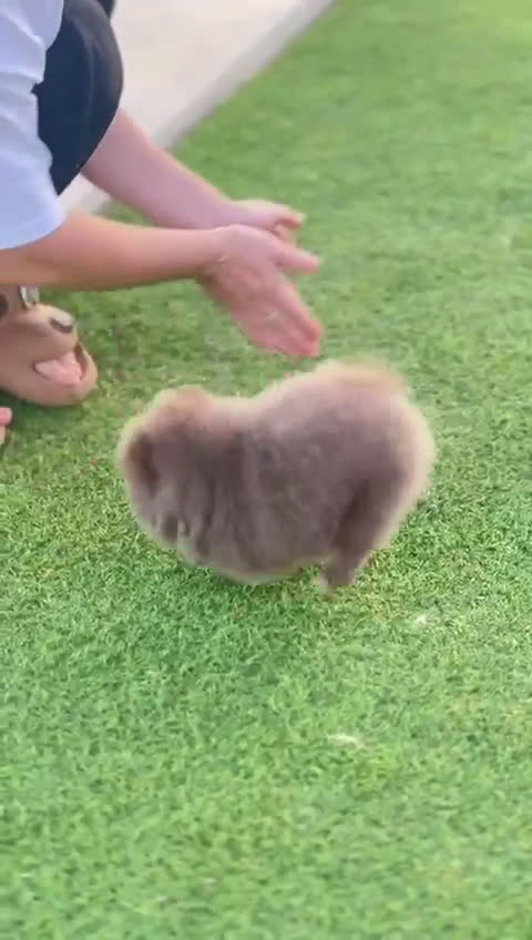 Pomerania perros en venta: Perros Pomeranios   - Video 4