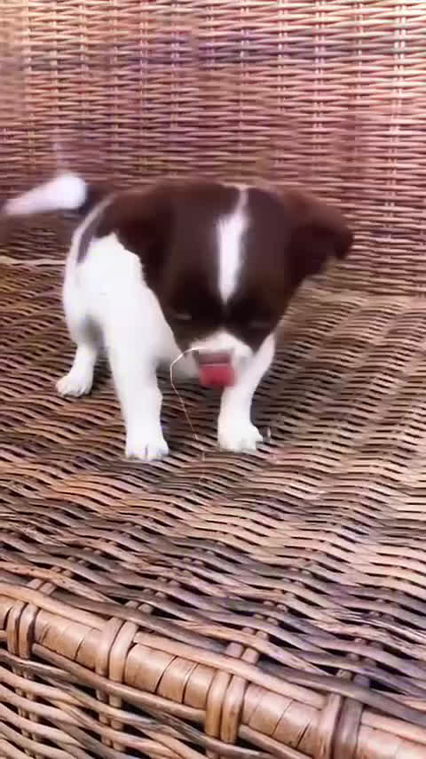 Chihuahua perros en venta: Chihuahuas  en Illes Balears - Video 1