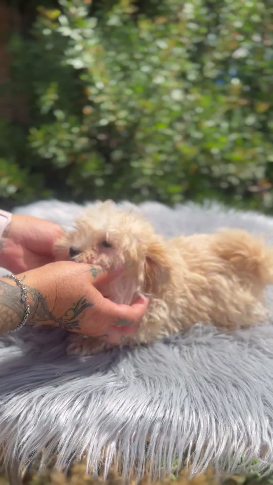 Maltipoo perros en venta: Maltipoo apricot  - Video 2