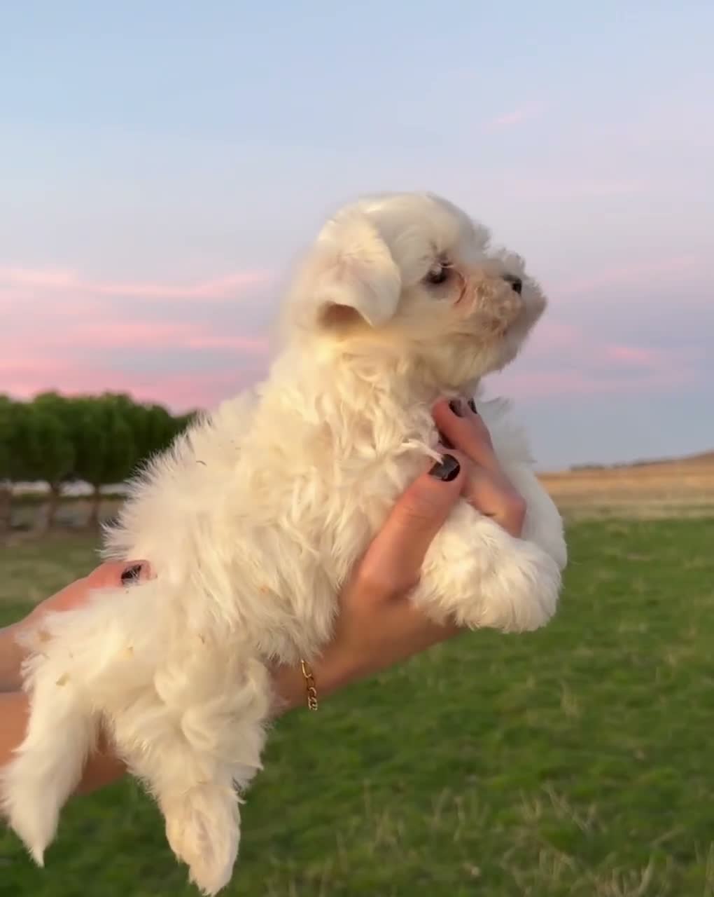 Bichón Maltés perros en venta: CACHORRITOS BICHON MALTÉS  - Video 3