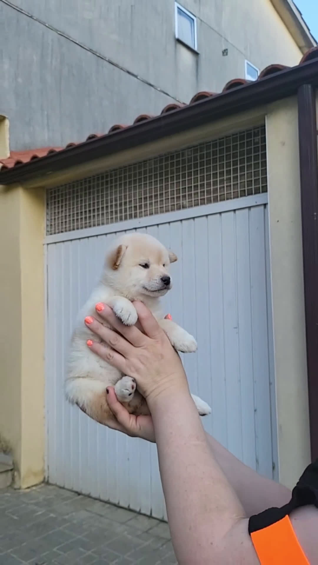 Shiba Inu perros en venta: Shiba inu blancos y rojo - Video 1