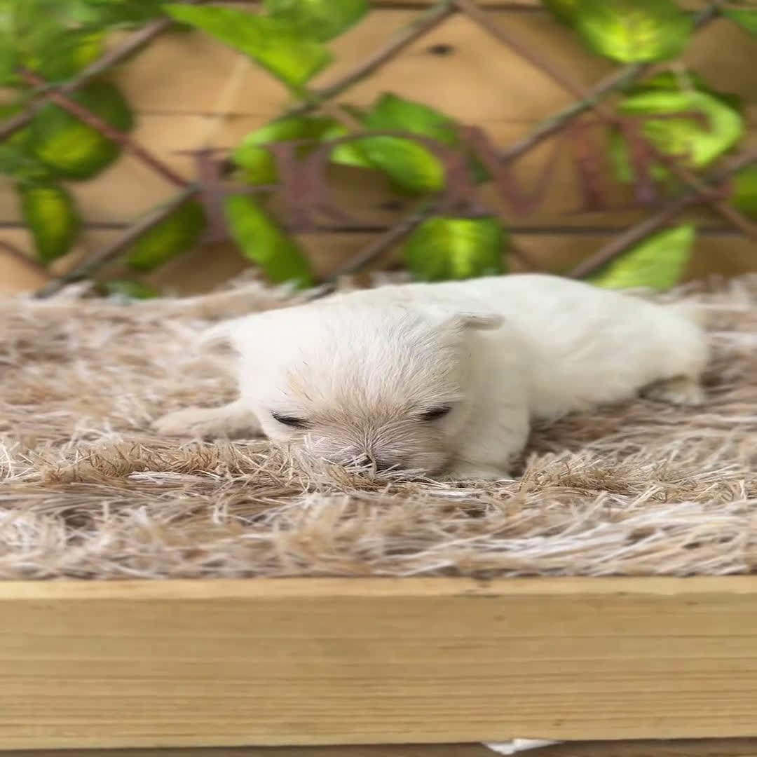 West Highland White Terrier perros en venta: Camada de Melilla - Video 2