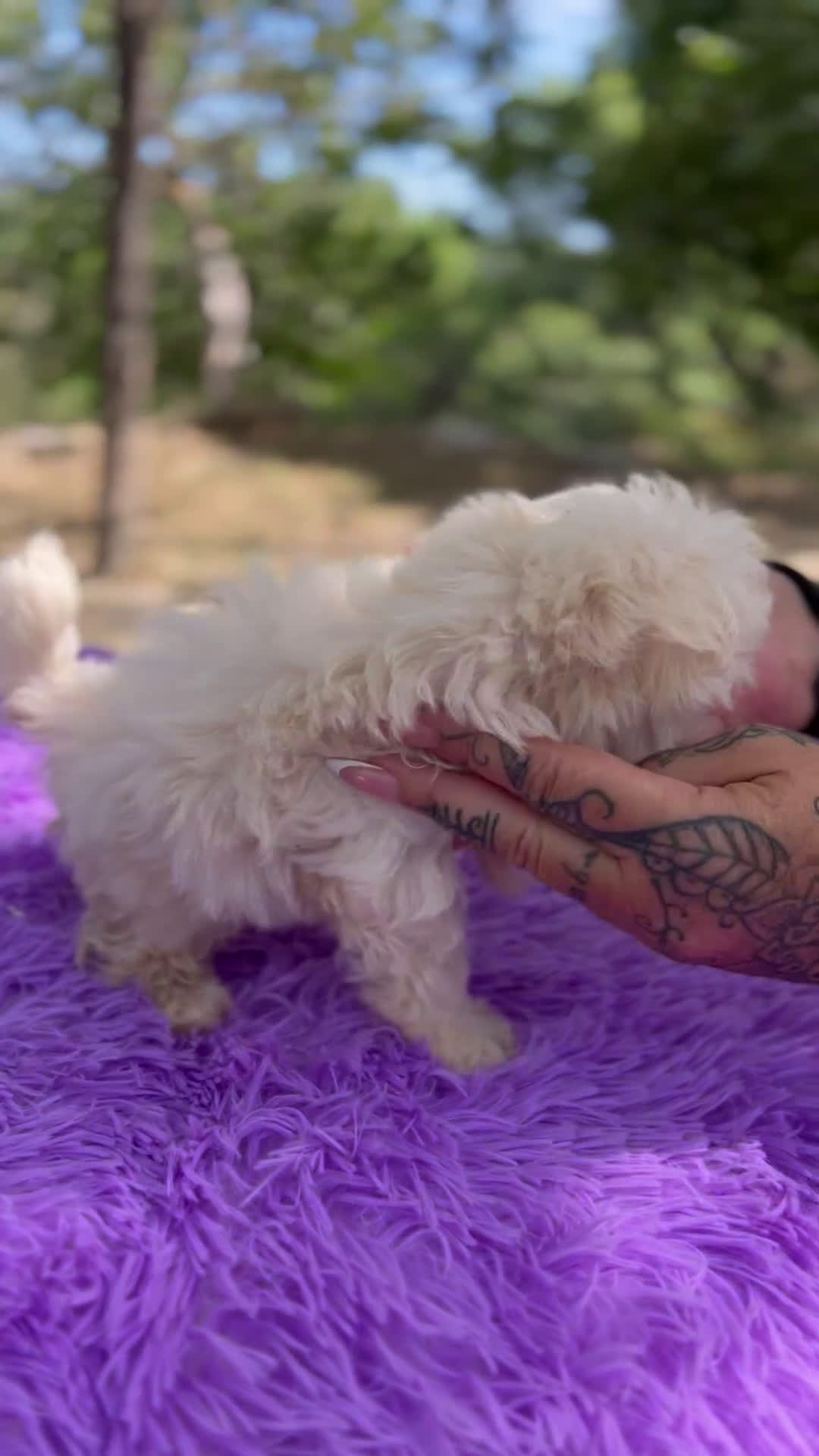 Bichón Maltés perros en venta: Bichon coreana  - Video 1