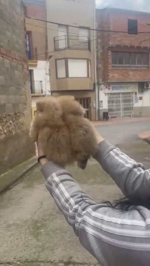 Pomerania perros en venta: Pomeranias - Video 1