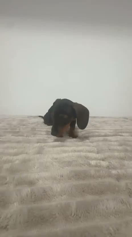 Teckel Miniatura perros en venta: Teckel miniatura - Video 1