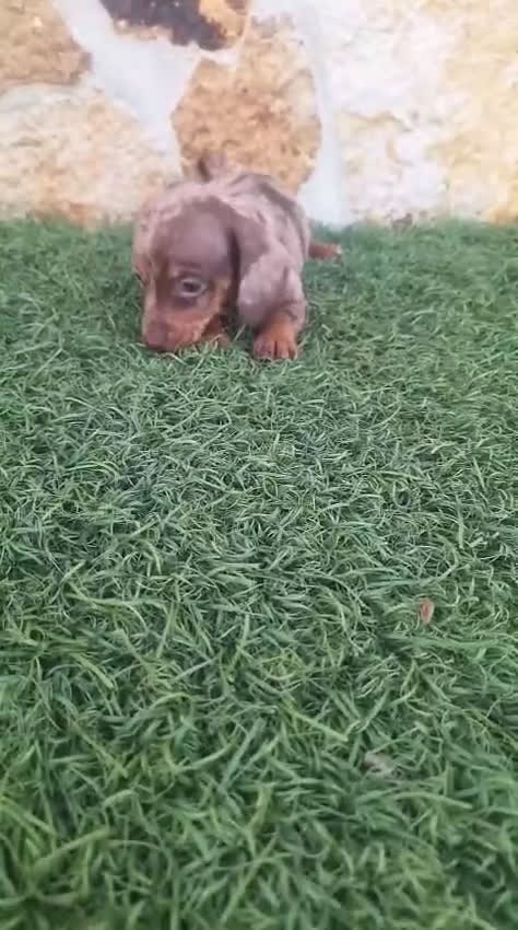 Teckel Miniatura perros en venta: Teckel H.Arlequin Chocolate - Video 1