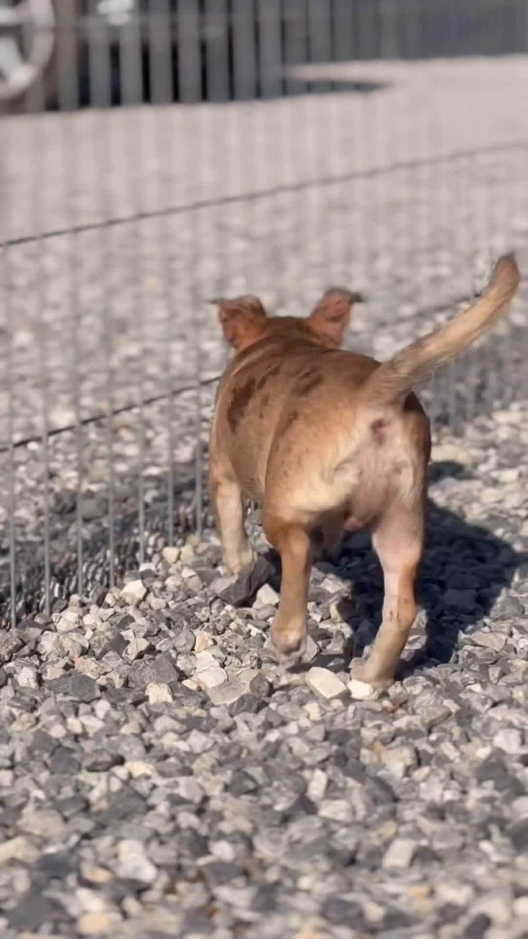 Chihuahua perros en venta: ✨🐶 Paddy · Chihuahua Merle chocolate 🐾💚 - Video 1