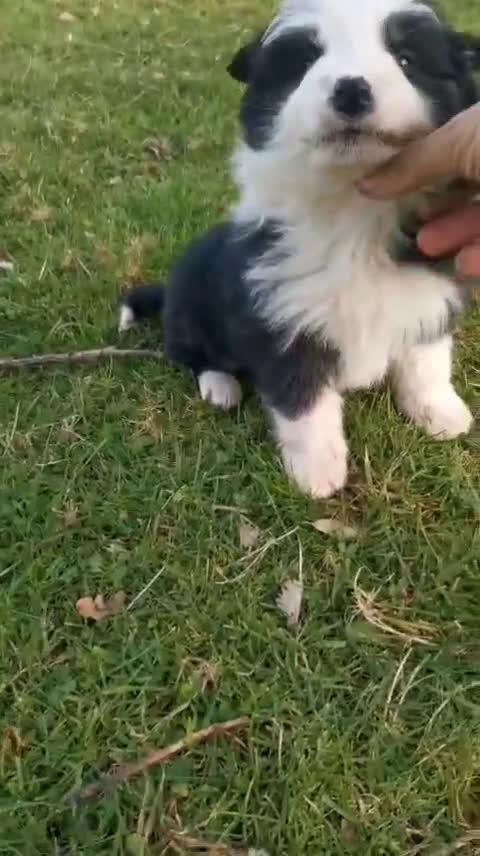Border Collie perros en venta: Cachorros border collie - Video 2