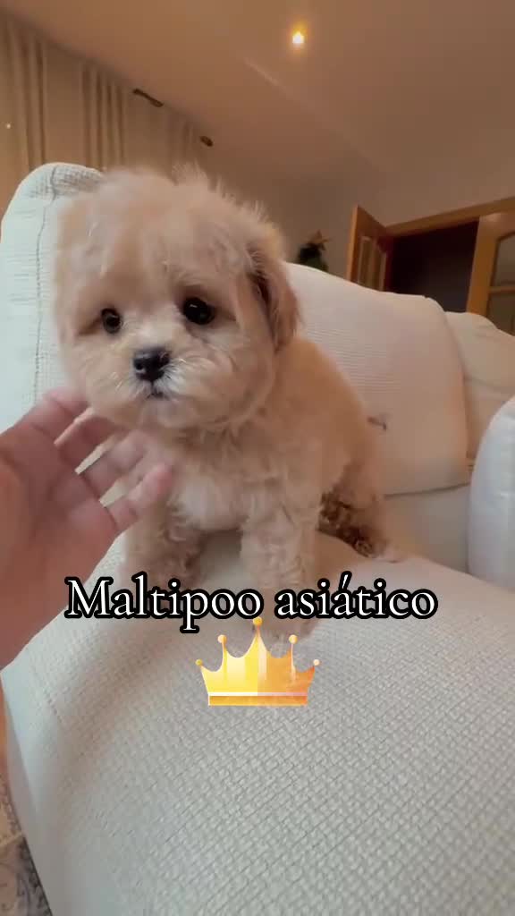 Maltipoo perros en venta: Maltipoo línea asiática disponible!!! - Video 1