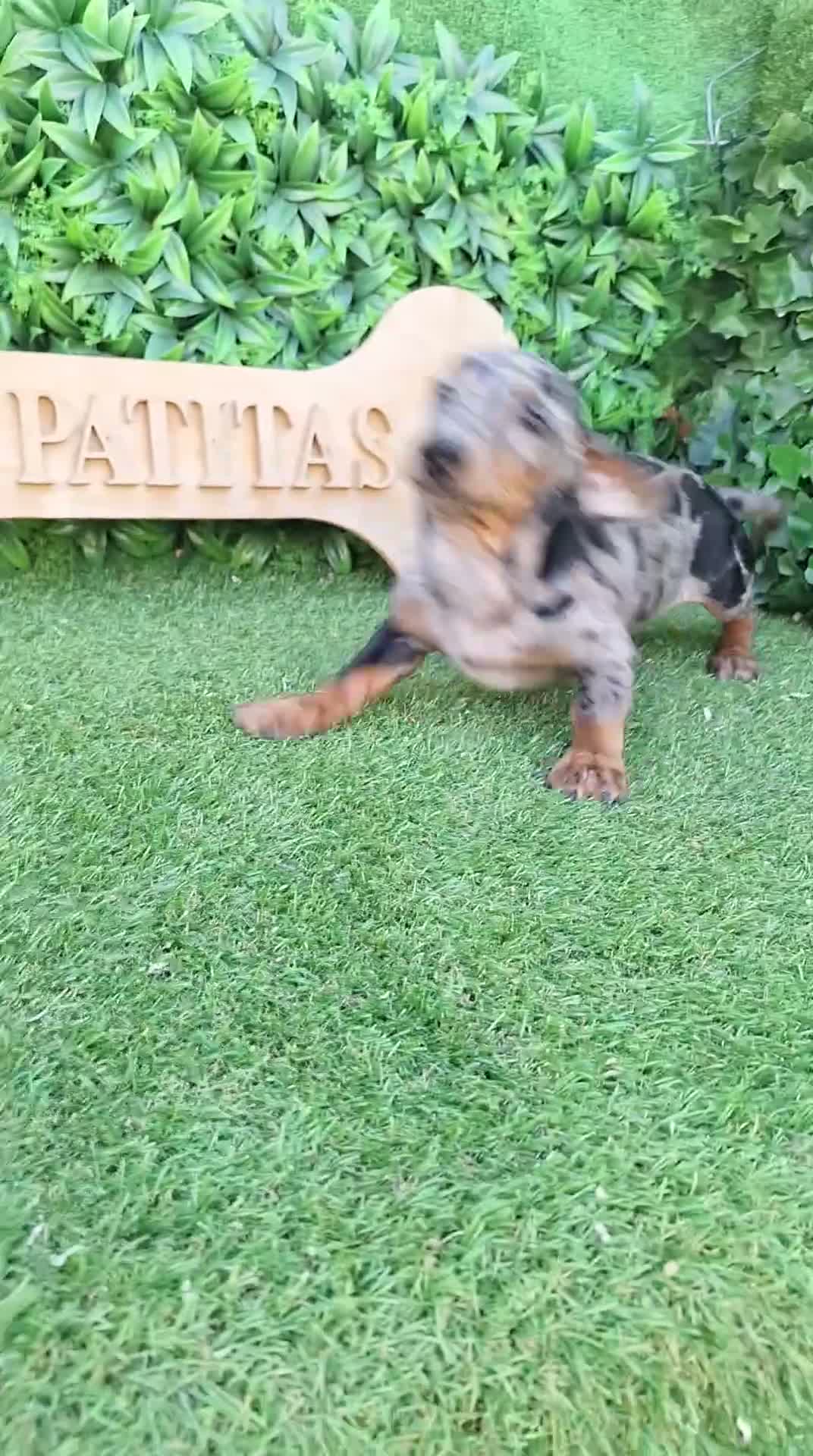 Teckel perros en venta: Teckel arlequin macho - Video 1