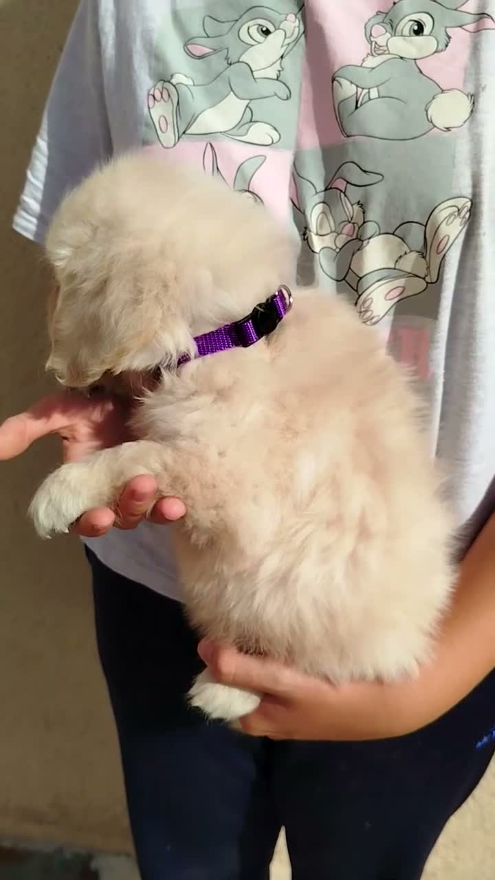 Golden Retriever perros en venta: CACHORRO GOLDEN - Video 2