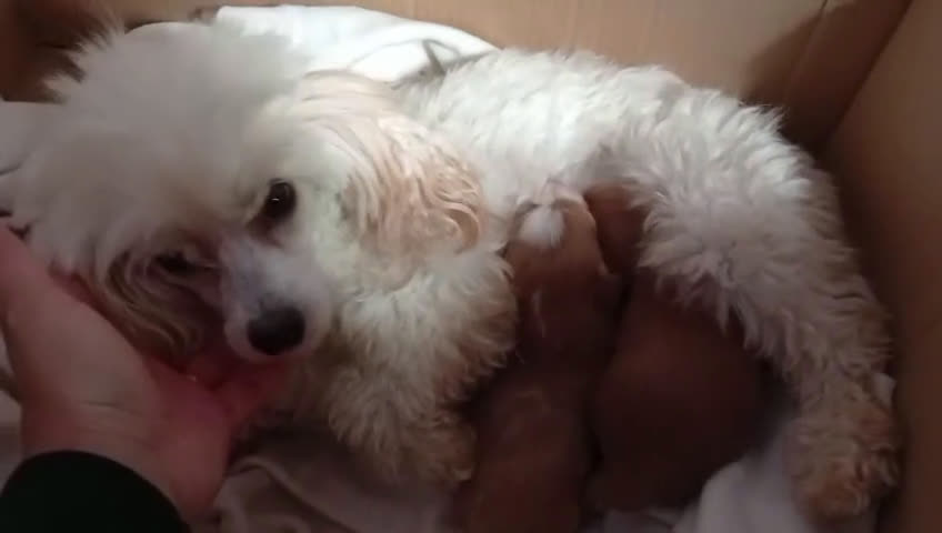 Maltipoo perros en venta: Hembras de Maltipoo Toy disponibles  - Video 1
