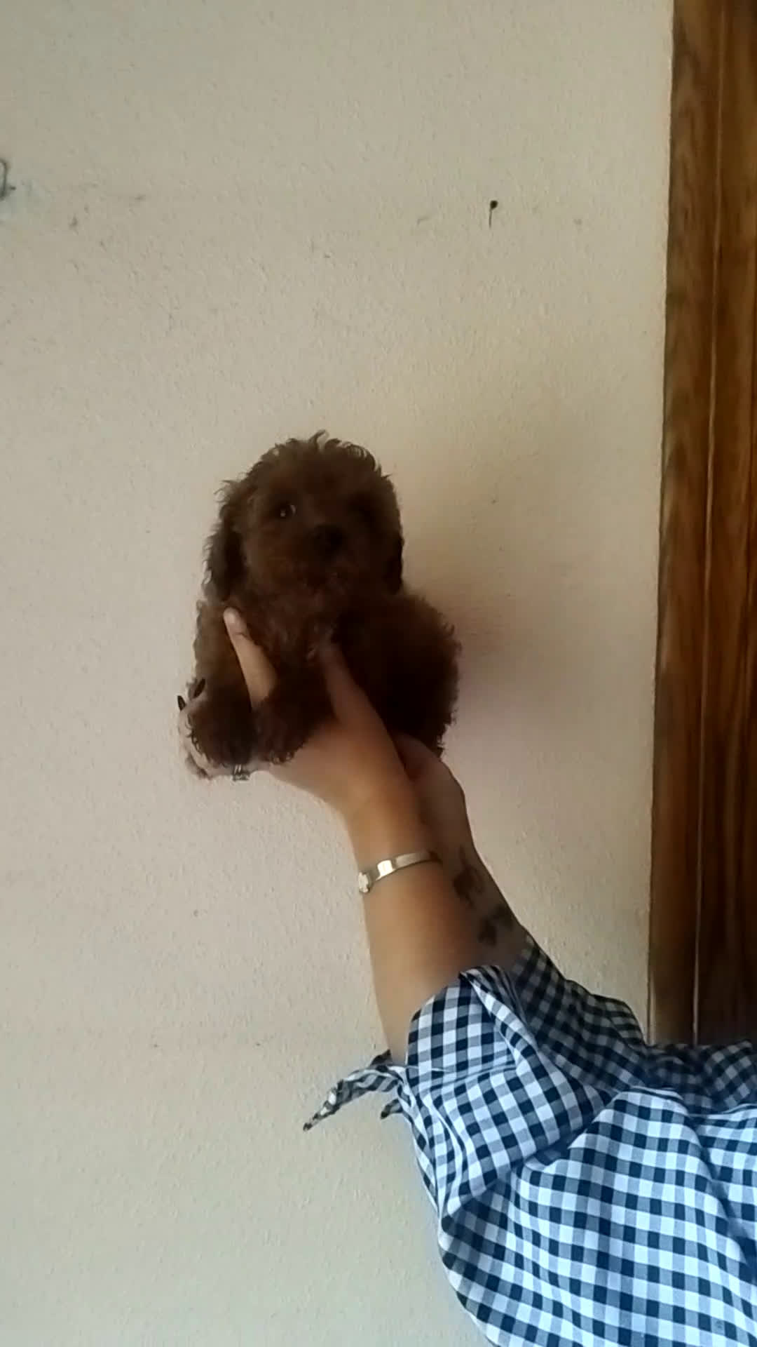Caniche Toy perros en venta: CANICHE HEMBRA ROJO - Video 1