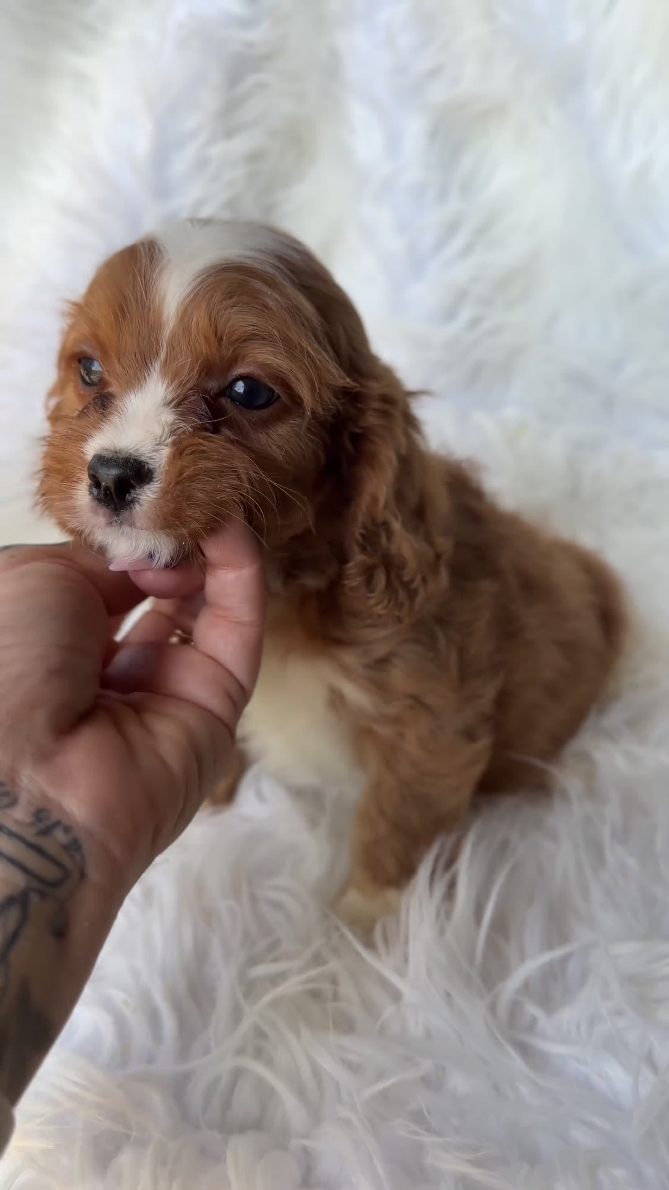 Cavapoo perros en venta: Cavapoo rojo  - Video 5