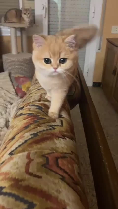 Británico de Pelo Corto gatos en venta: Ultima british golden chinchilla - Video 1