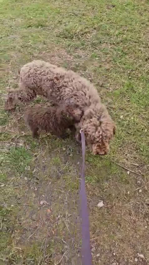 Perro de Agua Español perros en venta: Macho chocolate 🤎 - Video 1