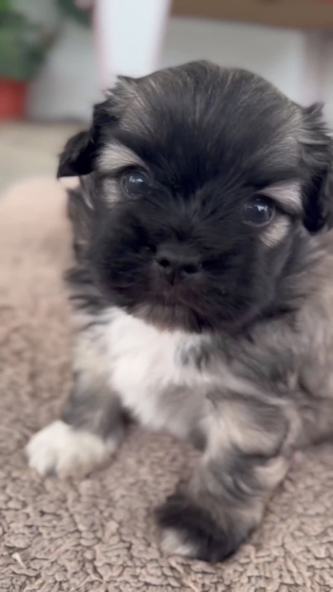 Maltipoo perros en venta: 🌼 Maxi y Boom – Maltipoo en tonos crema 🐾 - Video 1