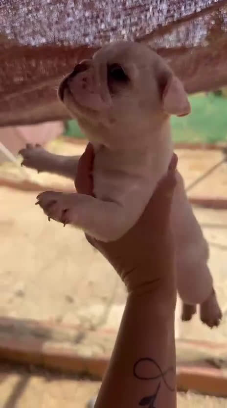 Bulldog Francés perros en venta: 3 hembras de bulldog francés  - Video 1