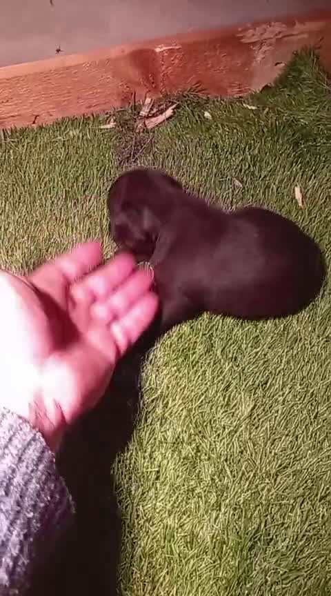 Bulldog Francés perros en venta: Bulldog francés  - Video 1