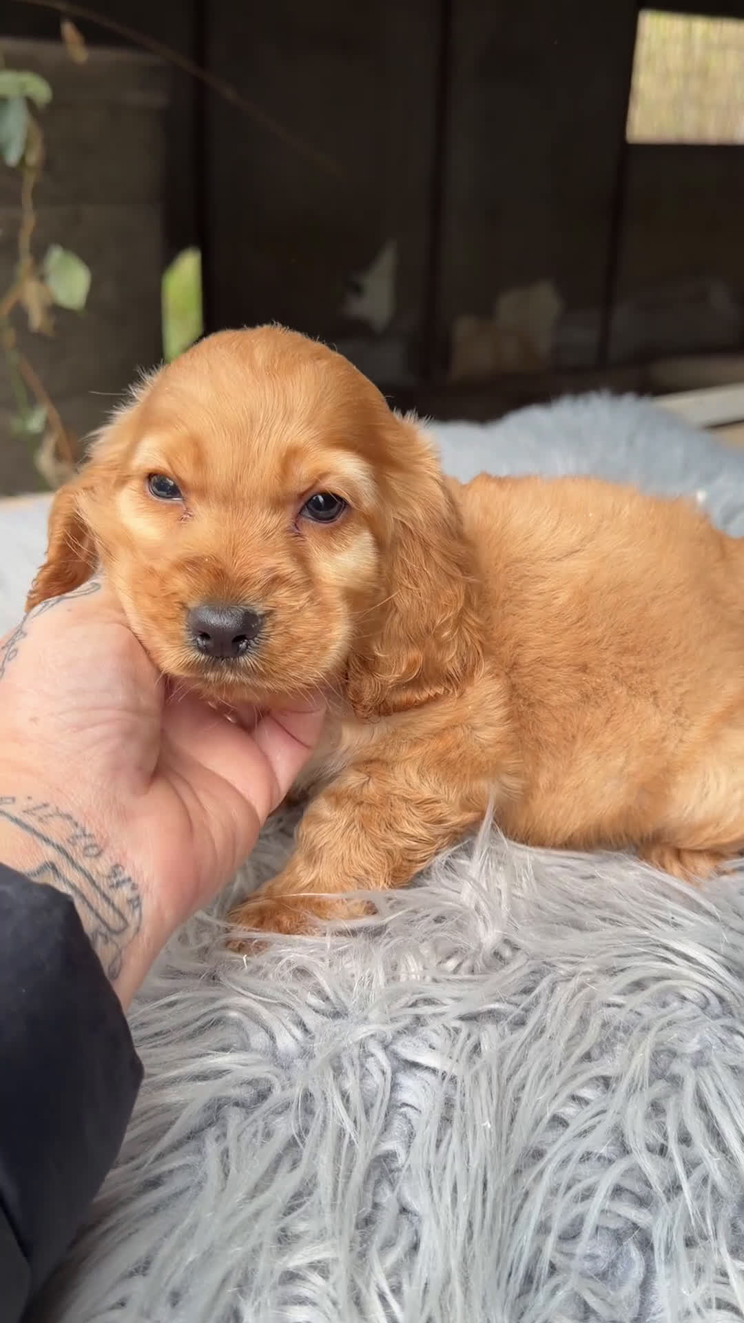 Cocker Spaniel Inglés perros en venta: Cocker inglés dorado  - Video 1