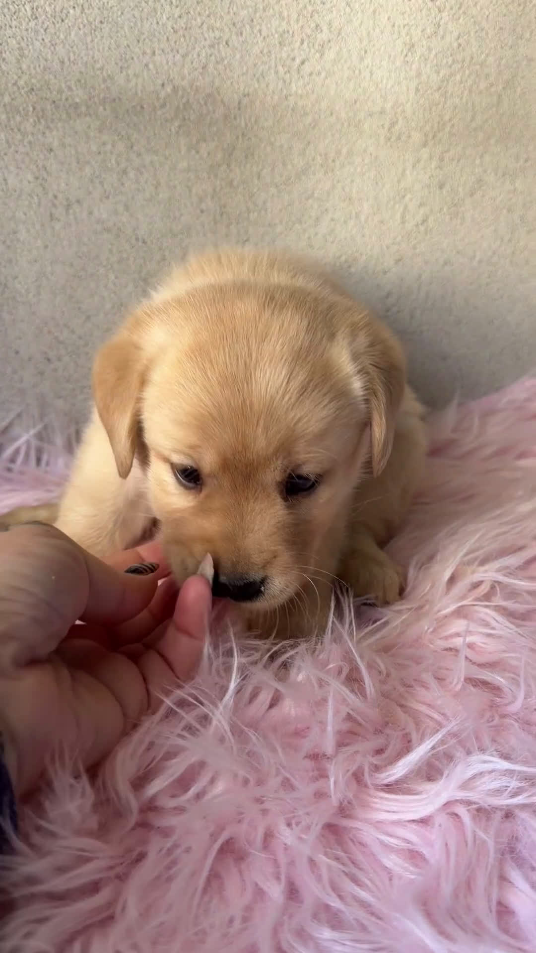 Labrador Retriever perros en venta: Labradora dorada  - Video 1