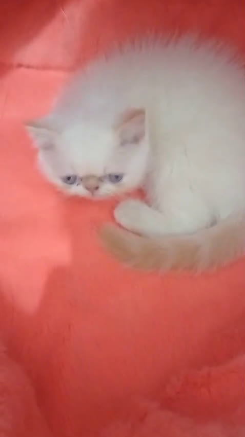 Persa gatos en venta: Camada gatitos raza persa - Video 1