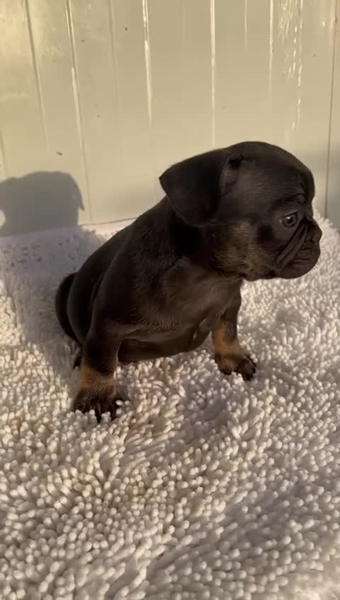 Bulldog Francés perros en venta: Bulldog Frances  - Video 1