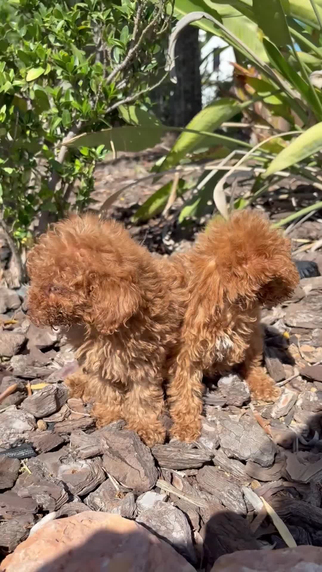 Caniche Toy perros en venta: CANICHE TOY - Video 1