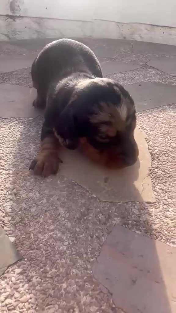 Teckel Miniatura perros en venta: Teckel kaninchen  en Sevilla - Video 3