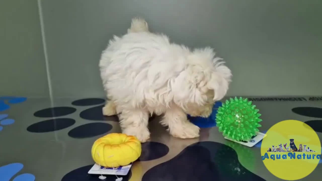 Bichón Maltés perros en venta: Bichon Maltes Hembra 1 AQUANATURA - Video 1