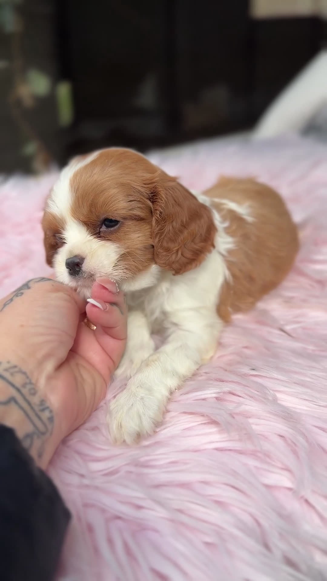 Cavalier King Charles Spaniel perros en venta: Cavalier hembra blenheimm - Video 1