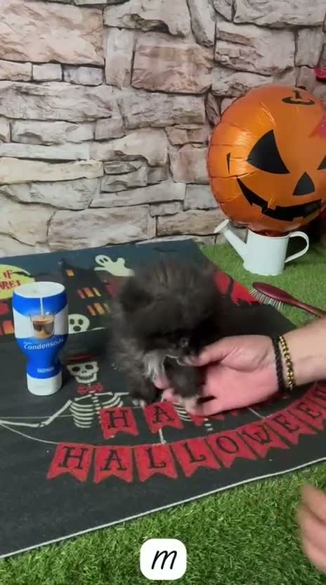 Pomerania perros en venta: POMERANIA MINI TOY LÍNEA RUSA - Video 1