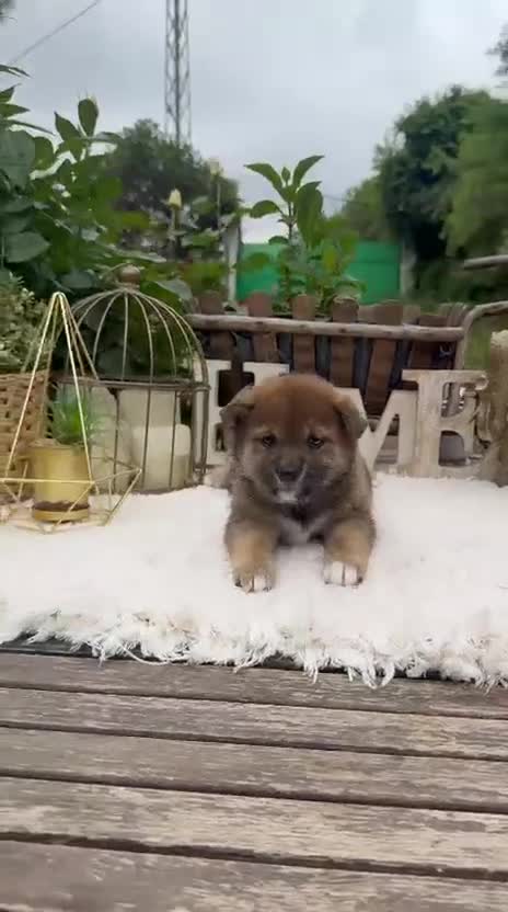 Shiba Inu perros en venta: Shiba Inu preciosos bebes Rojos  - Video 4