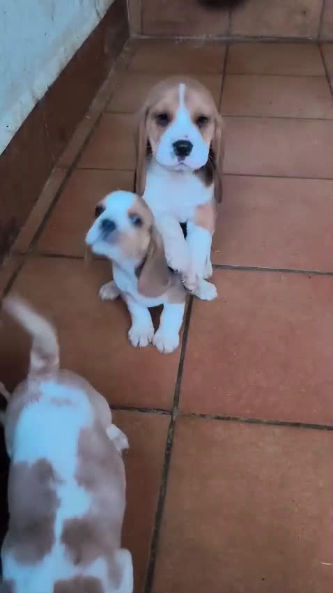 Beagle perros en venta: Cachorros de Beagle  - Video 1