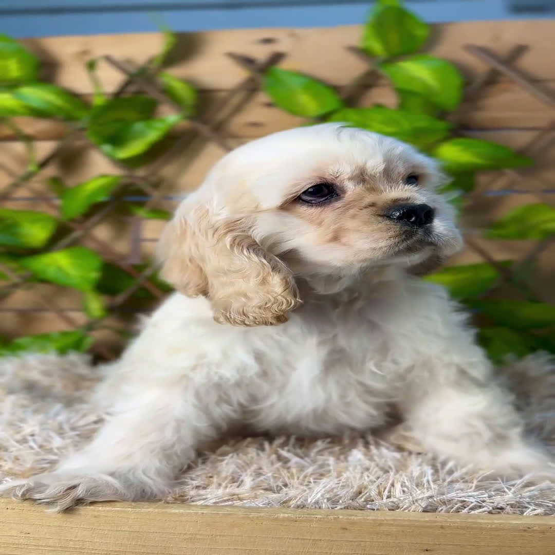 Cocker Spaniel Americano perros en venta: Camada de Blanca  - Video 3