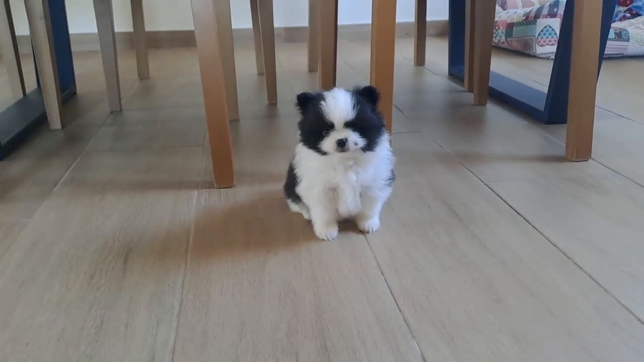 Pomerania perros en venta: Cachorritos Lulu de Pomerania  - Video 3