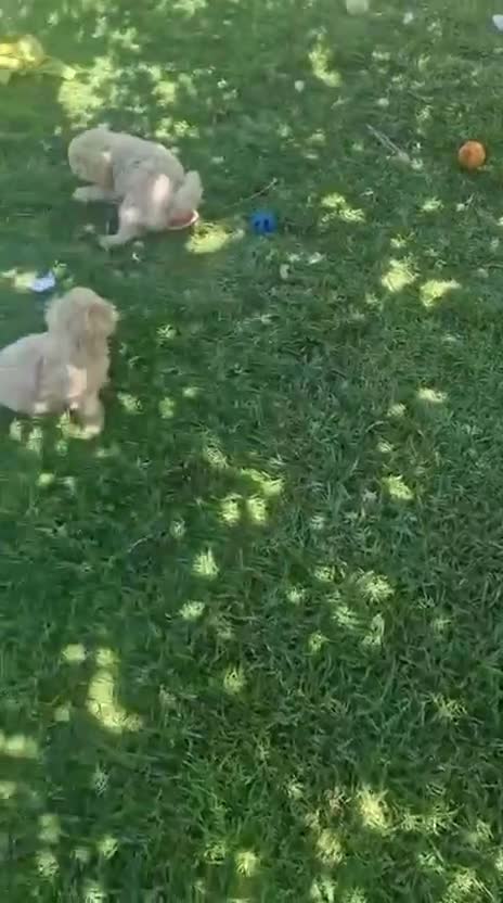 Raza Mixta perros en venta: Maltipoo macho linea coreana - Video 1