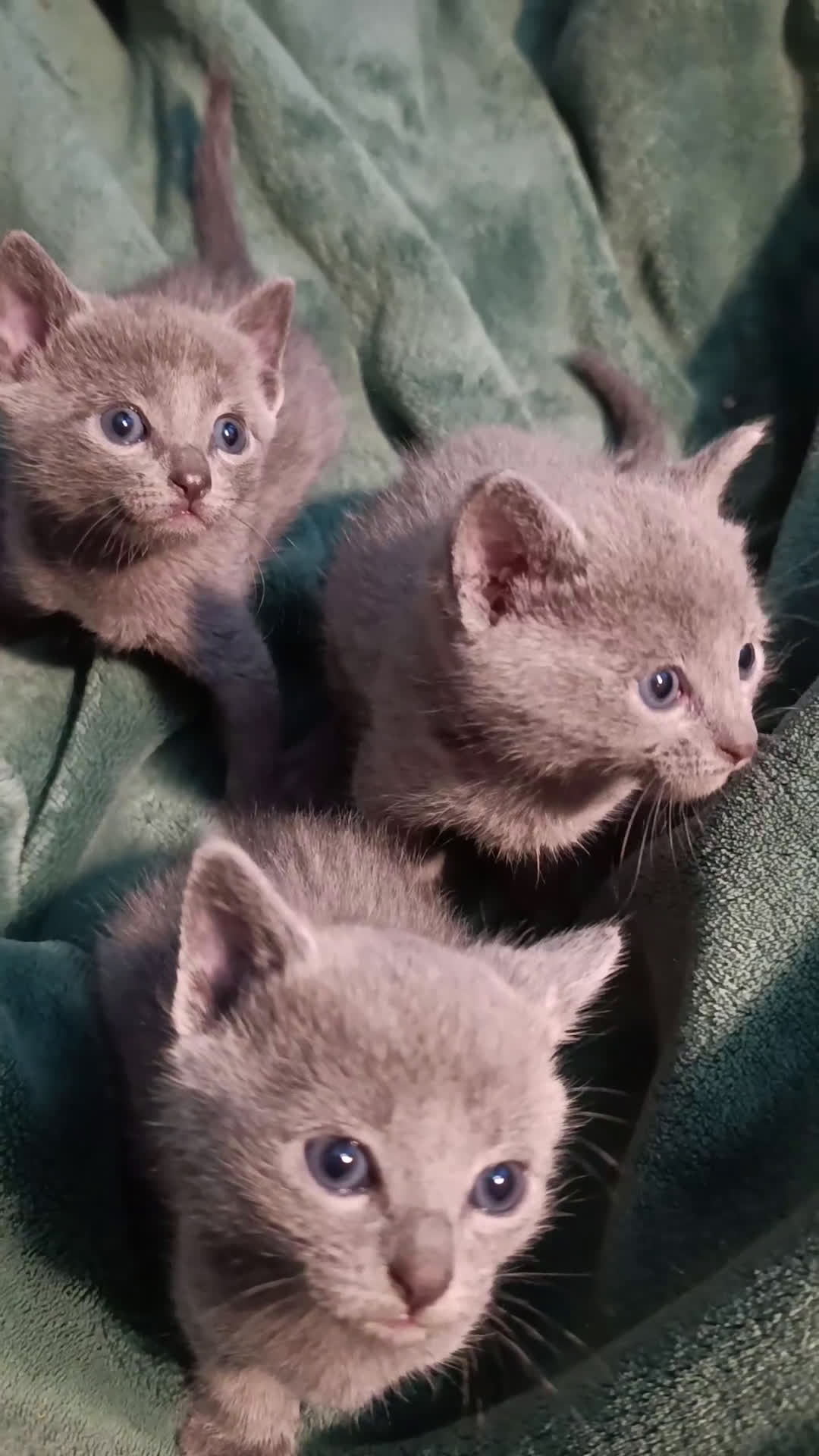 Azul Ruso gatos en venta: Cachorros azul ruso - Video 2