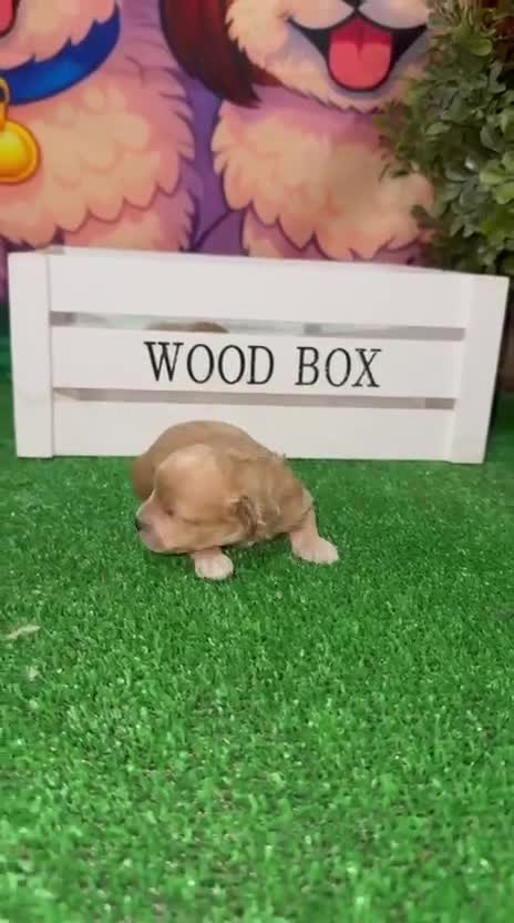 Maltipoo perros en venta: Maltipoo Toy Machos Rojo muy pequeños  - Video 3