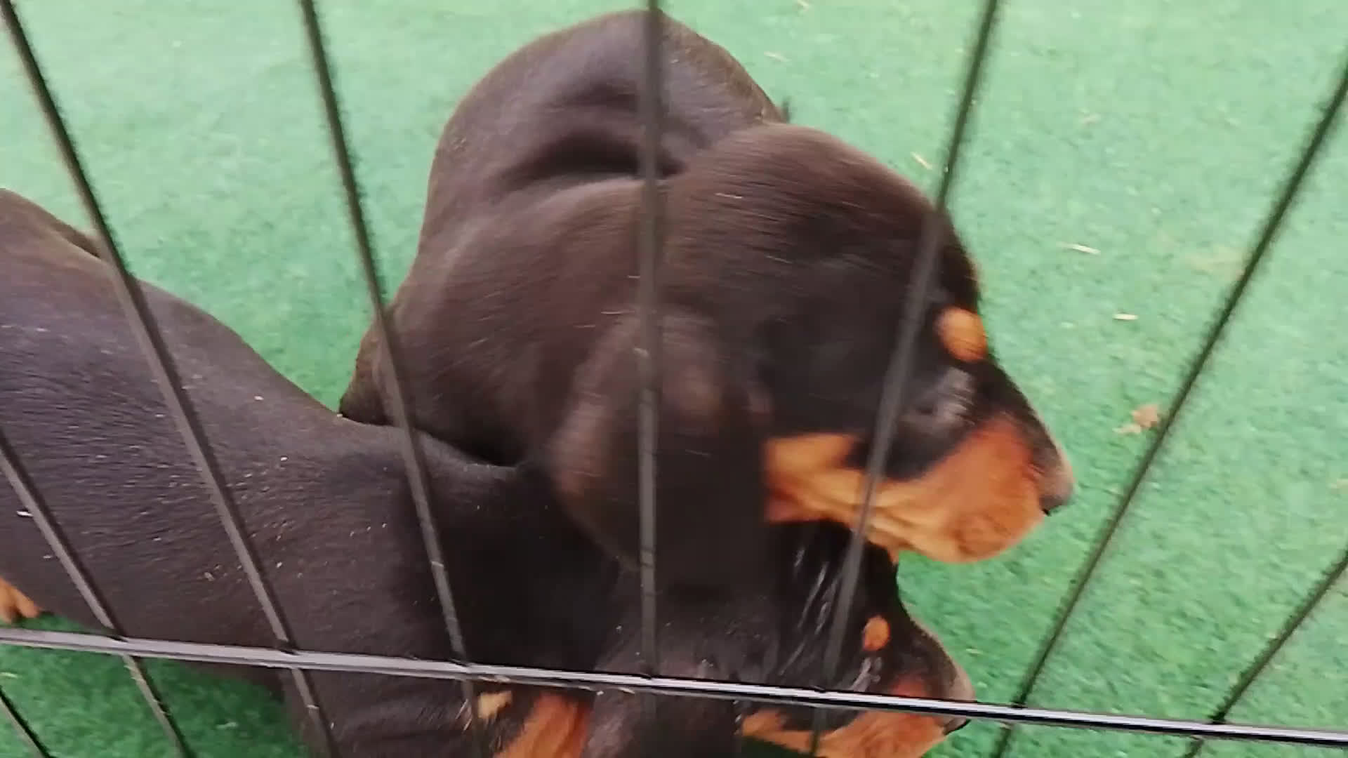 Teckel perros en venta: Cachorros de teckel  - Video 1